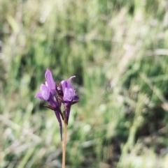 Linaria pelisseriana (Pelisser's Toadflax) at Callum Brae - 20 Oct 2021 by YellowButton