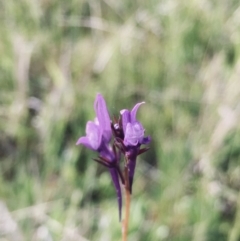 Linaria pelisseriana at Jerrabomberra, ACT - 20 Oct 2021