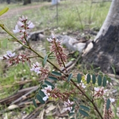 Indigofera australis subsp. australis (Australian Indigo) at Forde, ACT - 19 Oct 2021 by UserWEVJjASp