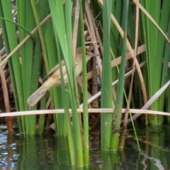 Acrocephalus australis (Australian Reed-Warbler) at Gordon, ACT - 20 Oct 2021 by RodDeb