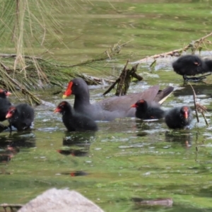 Gallinula tenebrosa at Gordon, ACT - 20 Oct 2021