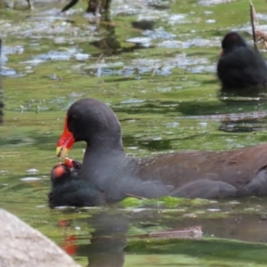 Gallinula tenebrosa at Gordon, ACT - 20 Oct 2021