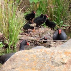 Gallinula tenebrosa at Gordon, ACT - 20 Oct 2021 01:29 PM