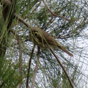 Caligavis chrysops at Gordon, ACT - 20 Oct 2021 01:58 PM