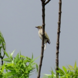 Caligavis chrysops at Gordon, ACT - 20 Oct 2021