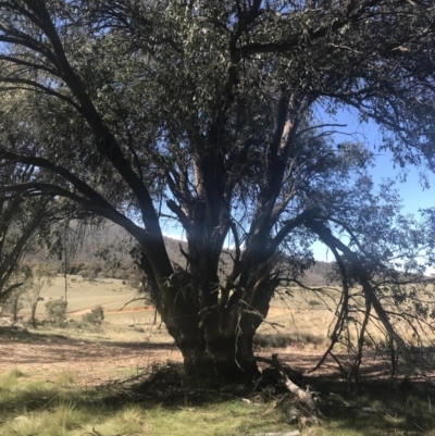 Eucalyptus stellulata (Black Sally) at Namadgi National Park - 16 Oct 2021 by Tapirlord