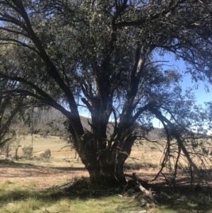 Eucalyptus stellulata at Mount Clear, ACT - 17 Oct 2021