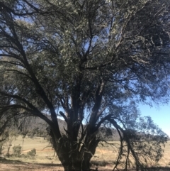 Eucalyptus stellulata at Mount Clear, ACT - 17 Oct 2021