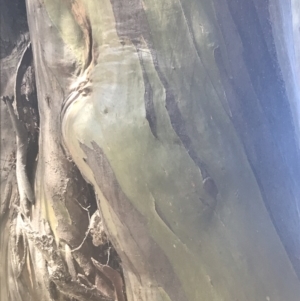 Eucalyptus stellulata at Mount Clear, ACT - 17 Oct 2021