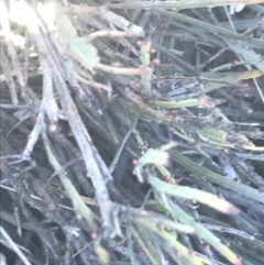 Bossiaea riparia at Mount Clear, ACT - 17 Oct 2021