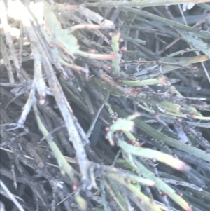 Bossiaea riparia at Mount Clear, ACT - 17 Oct 2021