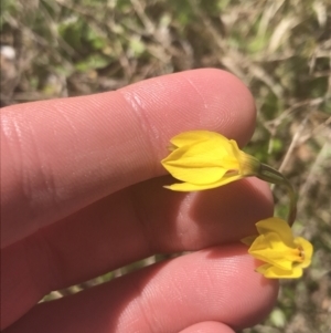 Diuris subalpina at Mount Clear, ACT - 17 Oct 2021