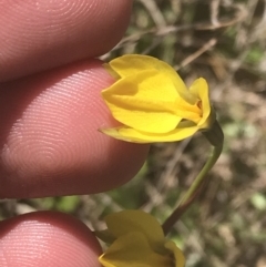 Diuris subalpina at Mount Clear, ACT - 17 Oct 2021