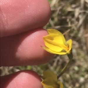 Diuris subalpina at Mount Clear, ACT - 17 Oct 2021