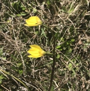 Diuris subalpina at Mount Clear, ACT - 17 Oct 2021