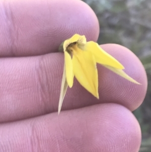 Diuris subalpina at Mount Clear, ACT - 17 Oct 2021