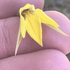 Diuris subalpina at Mount Clear, ACT - 17 Oct 2021