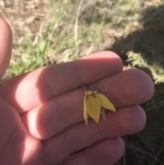 Diuris subalpina at Mount Clear, ACT - 17 Oct 2021