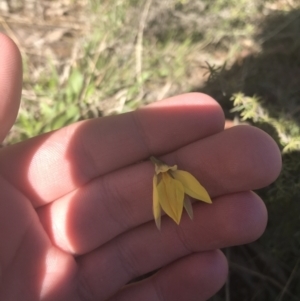 Diuris subalpina at Mount Clear, ACT - 17 Oct 2021