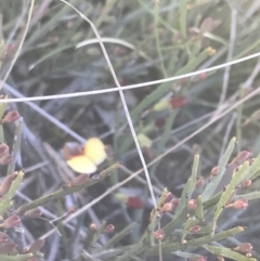 Bossiaea riparia at Mount Clear, ACT - 16 Oct 2021 by Tapirlord