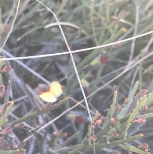 Bossiaea riparia at Mount Clear, ACT - 17 Oct 2021