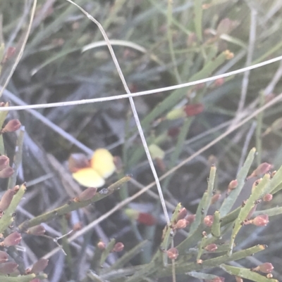 Bossiaea riparia at Mount Clear, ACT - 16 Oct 2021 by Tapirlord