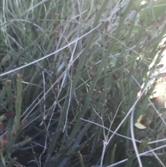 Bossiaea riparia at Mount Clear, ACT - 17 Oct 2021