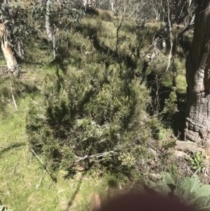 Acrothamnus hookeri at Mount Clear, ACT - 17 Oct 2021 10:28 AM