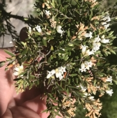 Acrothamnus hookeri at Mount Clear, ACT - 17 Oct 2021