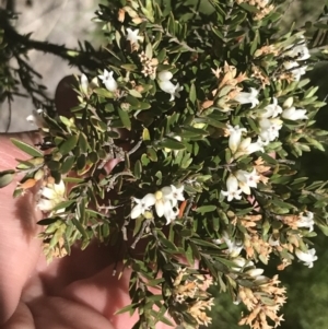 Acrothamnus hookeri at Mount Clear, ACT - 17 Oct 2021 10:28 AM