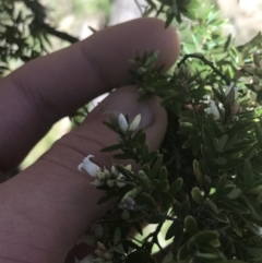 Acrothamnus hookeri at Mount Clear, ACT - 17 Oct 2021 10:28 AM