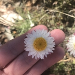 Leucochrysum albicans subsp. tricolor (Hoary Sunray) at Namadgi National Park - 16 Oct 2021 by Tapirlord