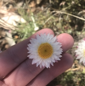 Leucochrysum albicans subsp. tricolor at Mount Clear, ACT - 17 Oct 2021