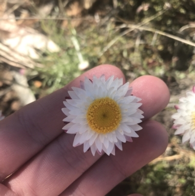 Leucochrysum albicans subsp. tricolor (Hoary Sunray) at Mount Clear, ACT - 16 Oct 2021 by Tapirlord