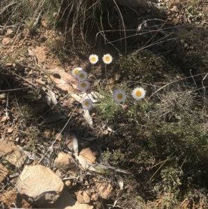 Leucochrysum albicans subsp. tricolor at Mount Clear, ACT - 17 Oct 2021