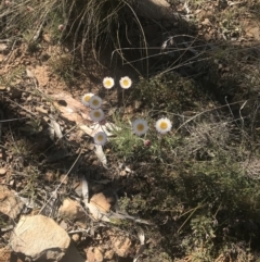 Leucochrysum albicans subsp. tricolor at Mount Clear, ACT - 17 Oct 2021 10:36 AM