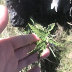 Gynatrix pulchella (Hemp Bush) at Mount Clear, ACT - 16 Oct 2021 by Tapirlord