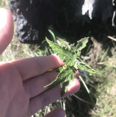 Gynatrix pulchella (Hemp Bush) at Mount Clear, ACT - 17 Oct 2021 by Tapirlord