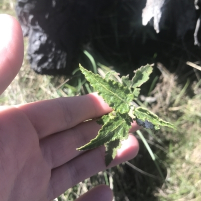 Gynatrix pulchella (Hemp Bush) at Mount Clear, ACT - 16 Oct 2021 by Tapirlord