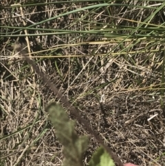 Gynatrix pulchella at Mount Clear, ACT - 17 Oct 2021