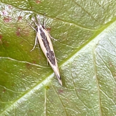 Thema macroscia (A concealer moth) at Jerrabomberra, NSW - 20 Oct 2021 by Steve_Bok