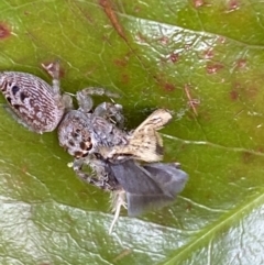 Thema macroscia at Jerrabomberra, NSW - 20 Oct 2021