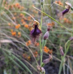 Calochilus platychilus (Purple Beard Orchid) at Black Mountain - 20 Oct 2021 by HelenCross