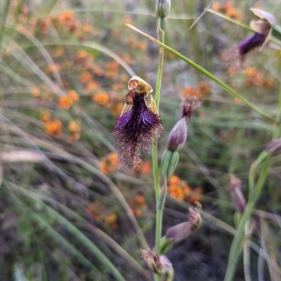 Calochilus platychilus (Purple Beard Orchid) at Black Mountain - 20 Oct 2021 by HelenCross