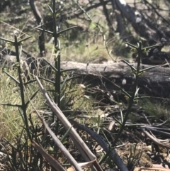 Discaria pubescens (Australian Anchor Plant) at Mount Clear, ACT - 17 Oct 2021 by Tapirlord
