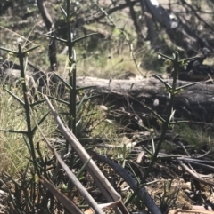 Discaria pubescens (Australian Anchor Plant) at Namadgi National Park - 16 Oct 2021 by Tapirlord