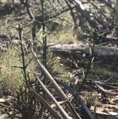 Discaria pubescens at Mount Clear, ACT - 17 Oct 2021 10:53 AM