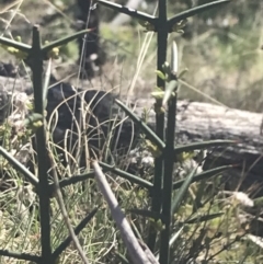 Discaria pubescens at Mount Clear, ACT - 17 Oct 2021 10:53 AM