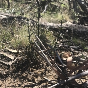 Discaria pubescens at Mount Clear, ACT - 17 Oct 2021