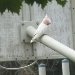 Lophochroa leadbeateri (Pink Cockatoo) at Cotter Reserve - 14 Apr 2021 by Birdy